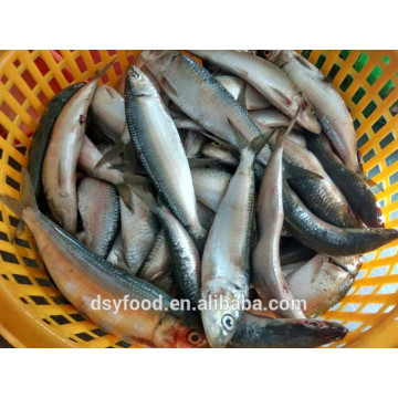 Pescados congelados al por mayor del mar de la sardina